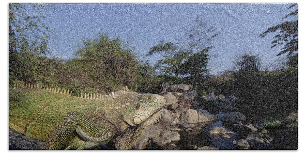 00141734 Bath Towel featuring the photograph Green Iguana in Cerro Chaparri by Tui De Roy