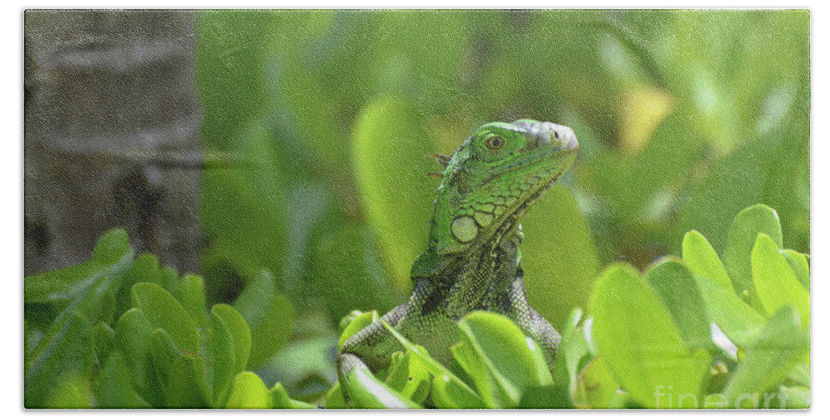 Iguana Hand Towel featuring the photograph Green Iguana Peaking Out of a Shrub by DejaVu Designs