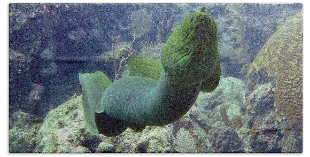 Underwater Bath Towel featuring the photograph Green Moray by Daryl Duda