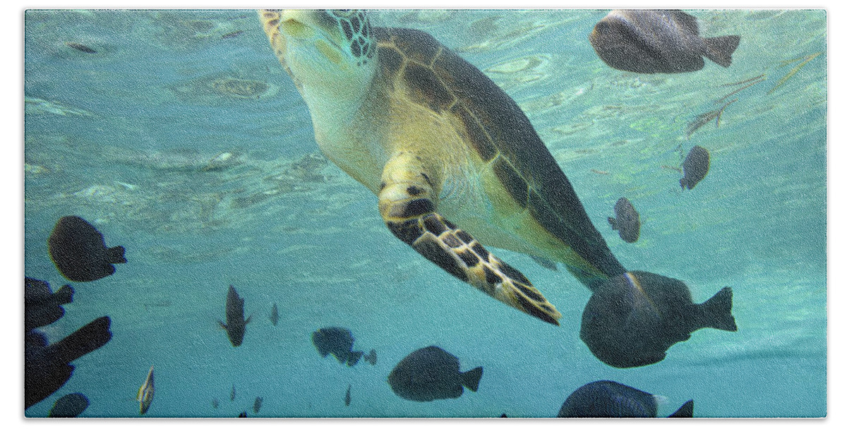 00451420 Bath Towel featuring the photograph Green Sea Turtle Balicasag Island by Tim Fitzharris