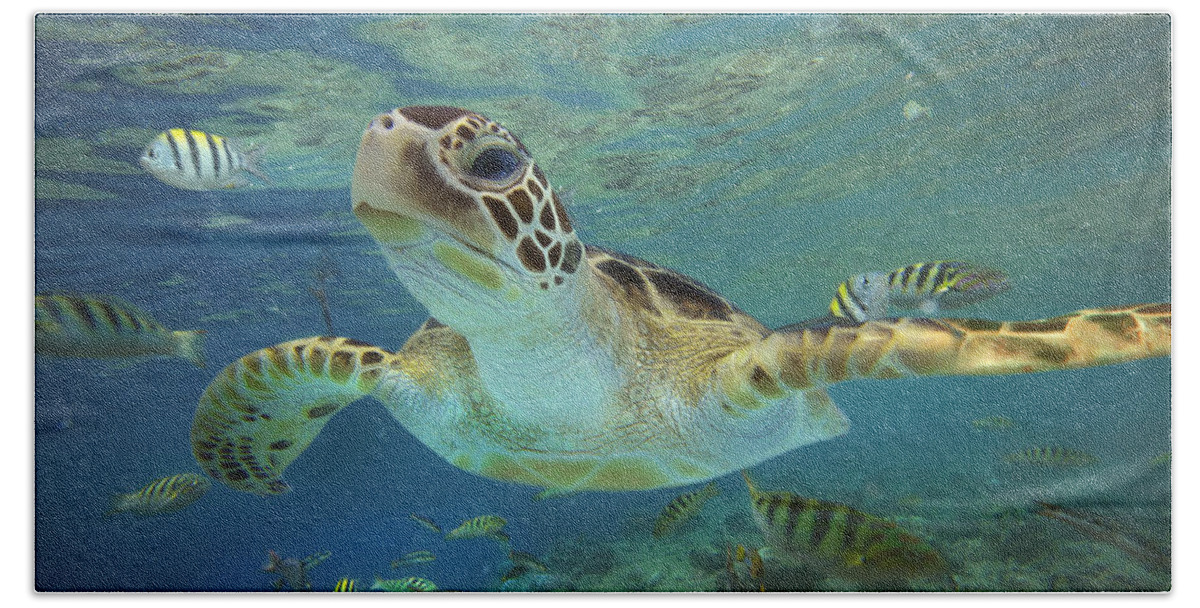 Green Sea Turtle Swimming Hand Towel by Tim Fitzharris - Animals and Earth  - Website