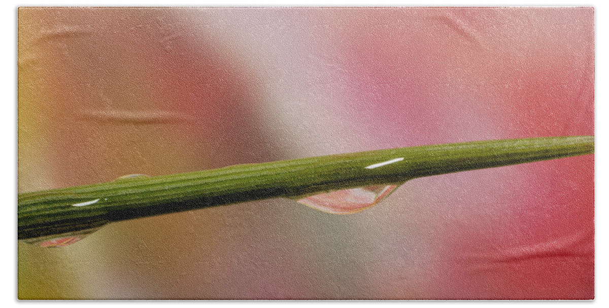 Macro Hand Towel featuring the photograph Green Stem by Arthur Fix