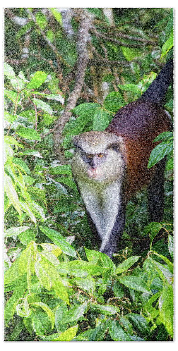 Wildlife Bath Towel featuring the photograph Grenada Monkey by Arthur Dodd