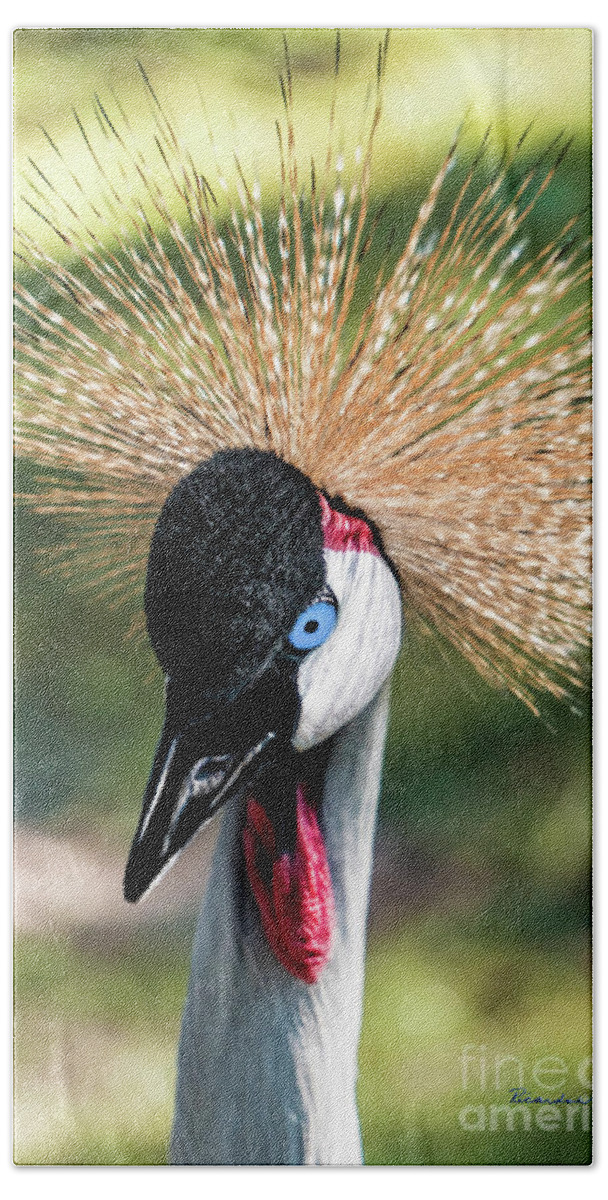 Gulf Hand Towel featuring the photograph Grey Crowned Crane Gulf Shores Al 2041 by Ricardos Creations
