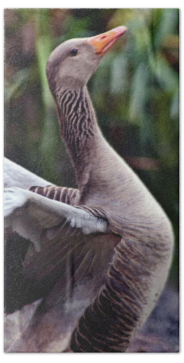 Bird Poetry Hand Towel featuring the photograph Greylag Goose Poetry by Silva Wischeropp