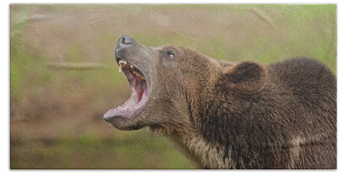 Grizzly Bath Towel featuring the photograph Grizzly Bear Growl by Jack Nevitt