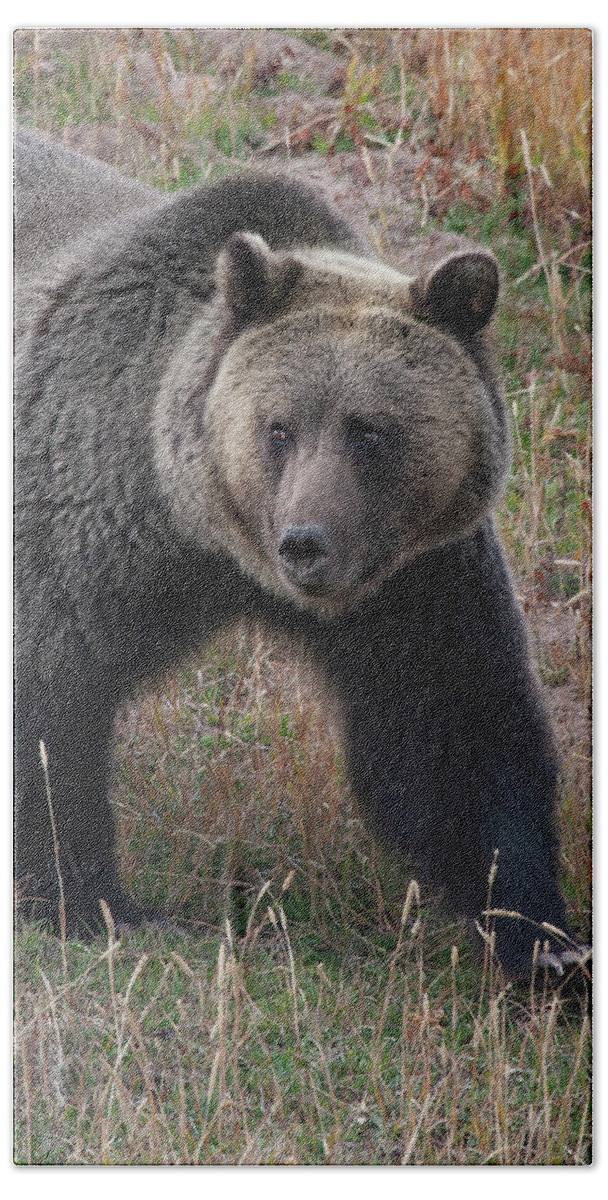 Mark Miller Photos. Grizzly Bath Towel featuring the photograph Grizzly Bear in Fall by Mark Miller