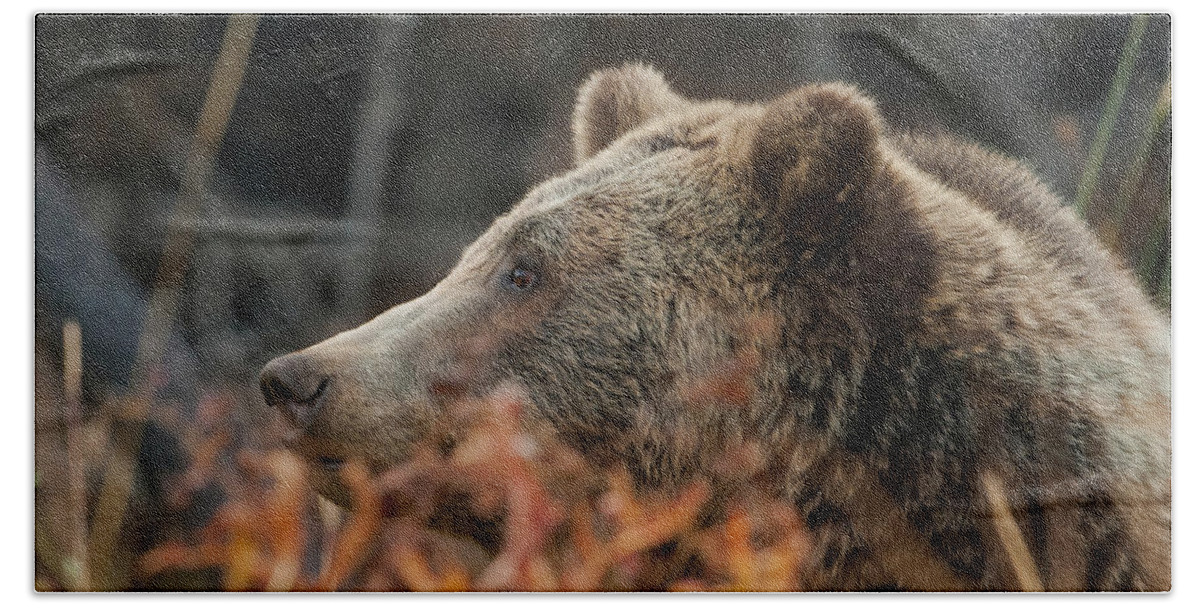Mark Miller Photos Bath Towel featuring the photograph Grizzly Bear Portrait in Fall by Mark Miller