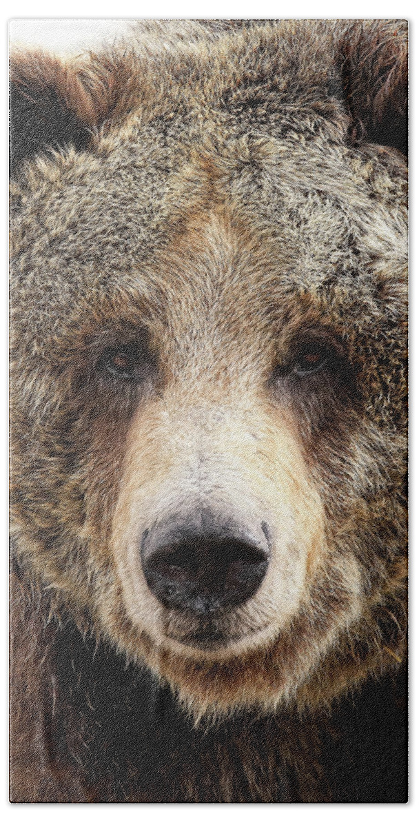 Grizzly Hand Towel featuring the photograph Grizzly Mug by Athena Mckinzie