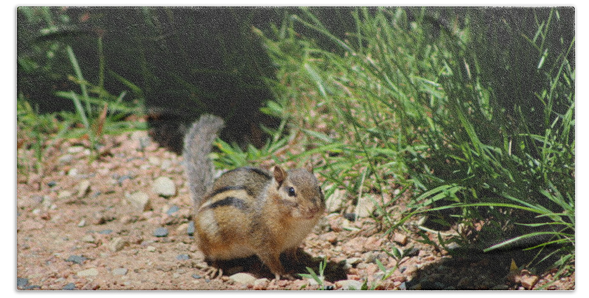 Ground Squirrel Bath Towel featuring the photograph Ground Squirrel at Chicago Botanical Garden by Colleen Cornelius