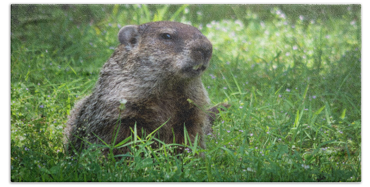 Wildlife Bath Towel featuring the photograph Groundhog Posing by John Benedict