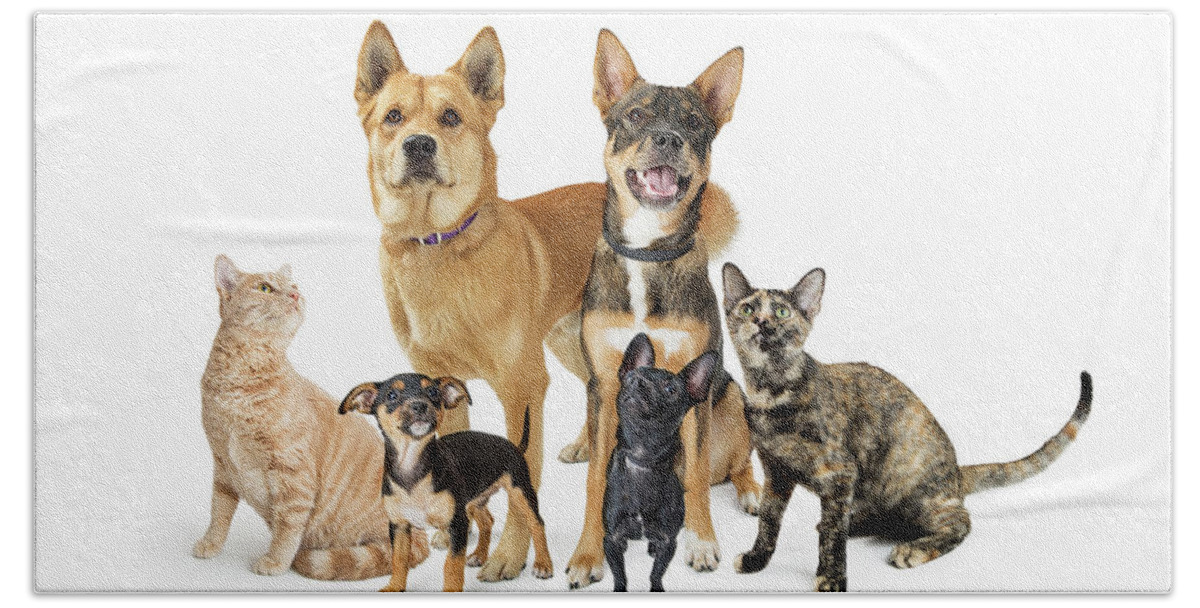 Group Bath Towel featuring the photograph Group of Cats and Dogs Looking Up on White by Good Focused