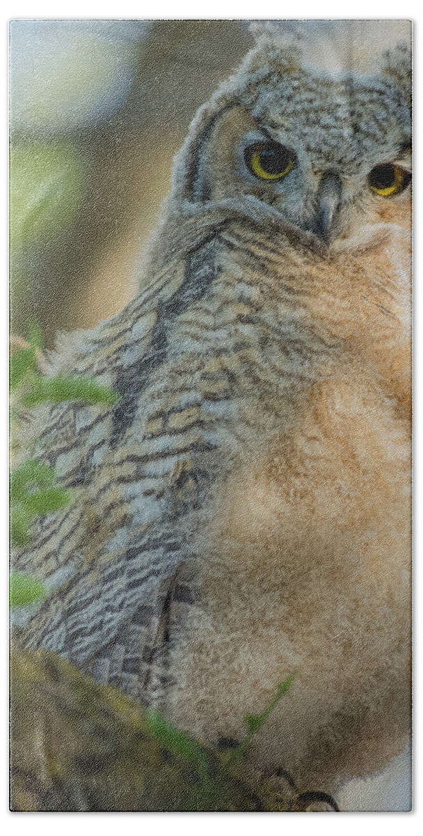 Great Horned Owl Hand Towel featuring the photograph Growing Into A Great Horned Owl by Yeates Photography