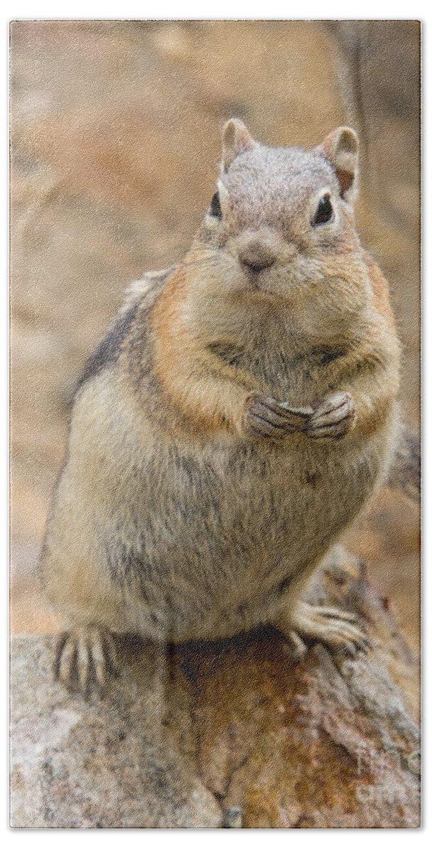Squirrel Hand Towel featuring the photograph Grumpy Squirrel by Chris Scroggins