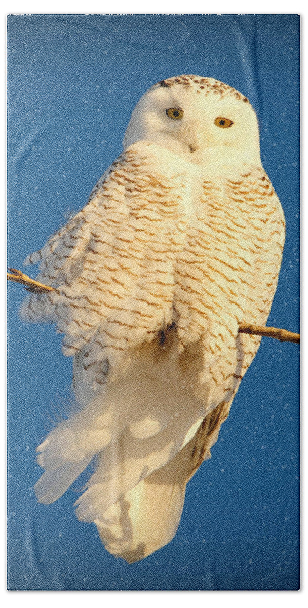 Snowy Owls Bath Towel featuring the photograph Guardian Angel by Heather King
