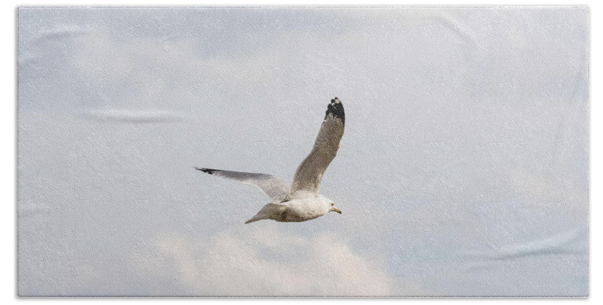 Gull Bath Towel featuring the photograph Gull in Flight by Holden The Moment