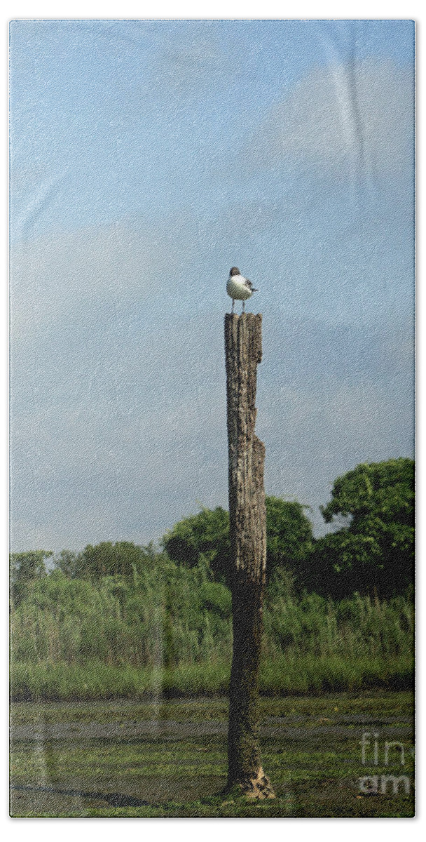 Landscape Bath Towel featuring the photograph Gull Perch by Mary Haber