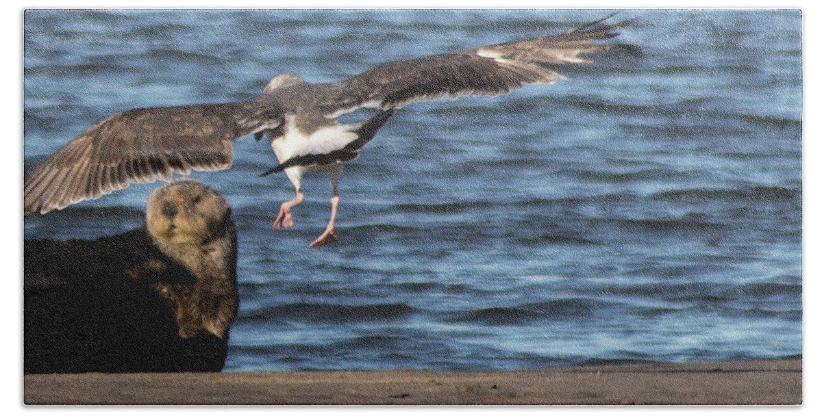 Gull Hand Towel featuring the photograph Gull with Sea Otter Photobomb by Lora Lee Chapman