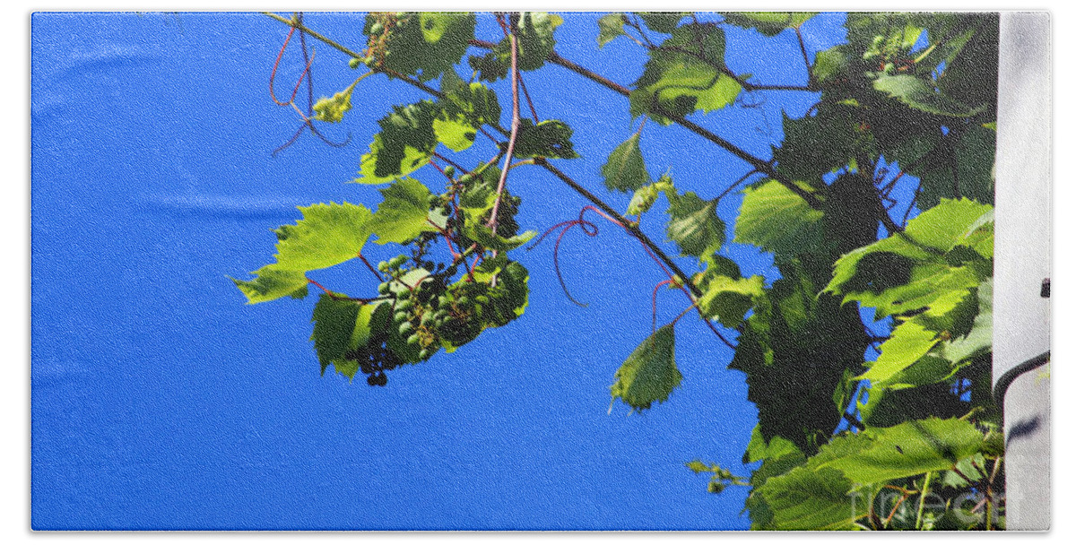 Nature Bath Towel featuring the photograph Hanging Grapes by Don Baker