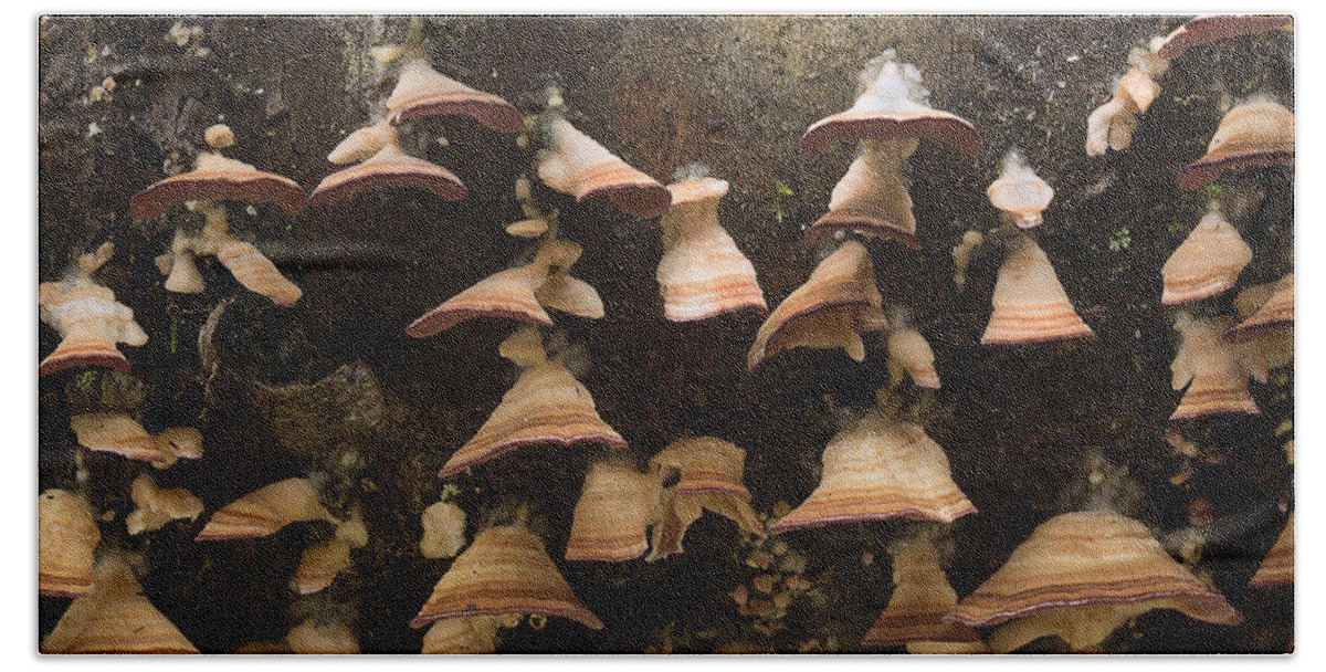 Fungus Bath Towel featuring the photograph Hanging On by Mike Eingle