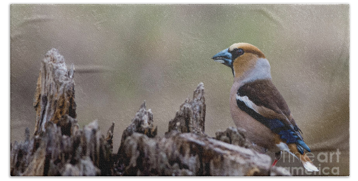 Hawfinch Perching Bath Towel featuring the photograph Hawfinch perching by Torbjorn Swenelius