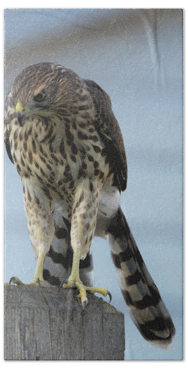 Coopers Hawk- Immature Hawks- Raptors- Images Of #raeannmgarrett - Hawks Of Colorado- Birds- Hand Towel featuring the photograph Hawk Fence by Rae Ann M Garrett
