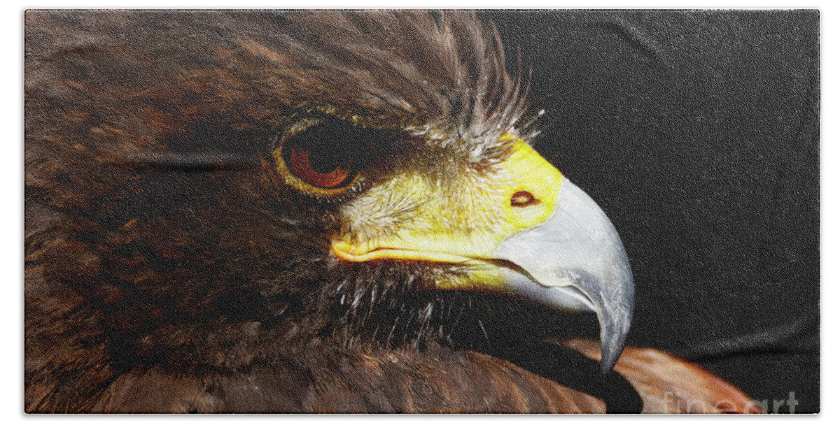 Hawk Hand Towel featuring the photograph Hawk Intensity by Sue Harper