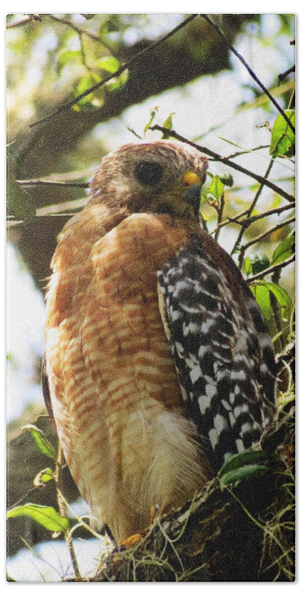 Birds Of Prey Bath Towel featuring the photograph Hawk taking a rest on a tree in Lakeland Florida by Adrian De Leon Art and Photography