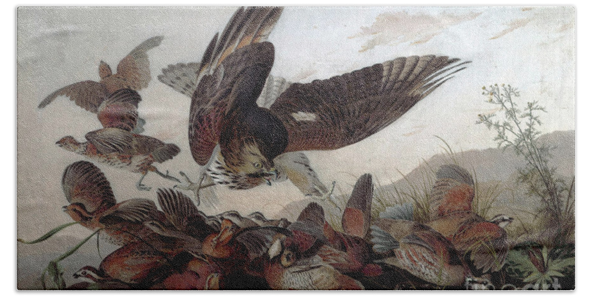 Audubon Bath Towel featuring the painting Hawks Attacking Partridges by John James Audubon