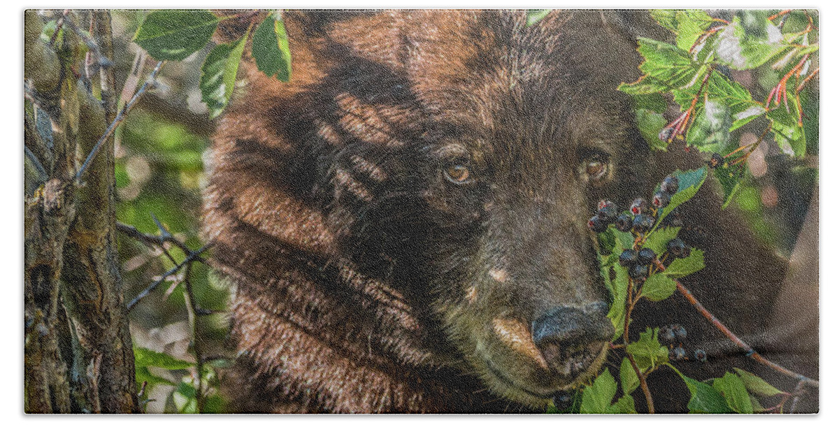 Black Bear Hand Towel featuring the photograph He Was Hiding In A Tree by Yeates Photography