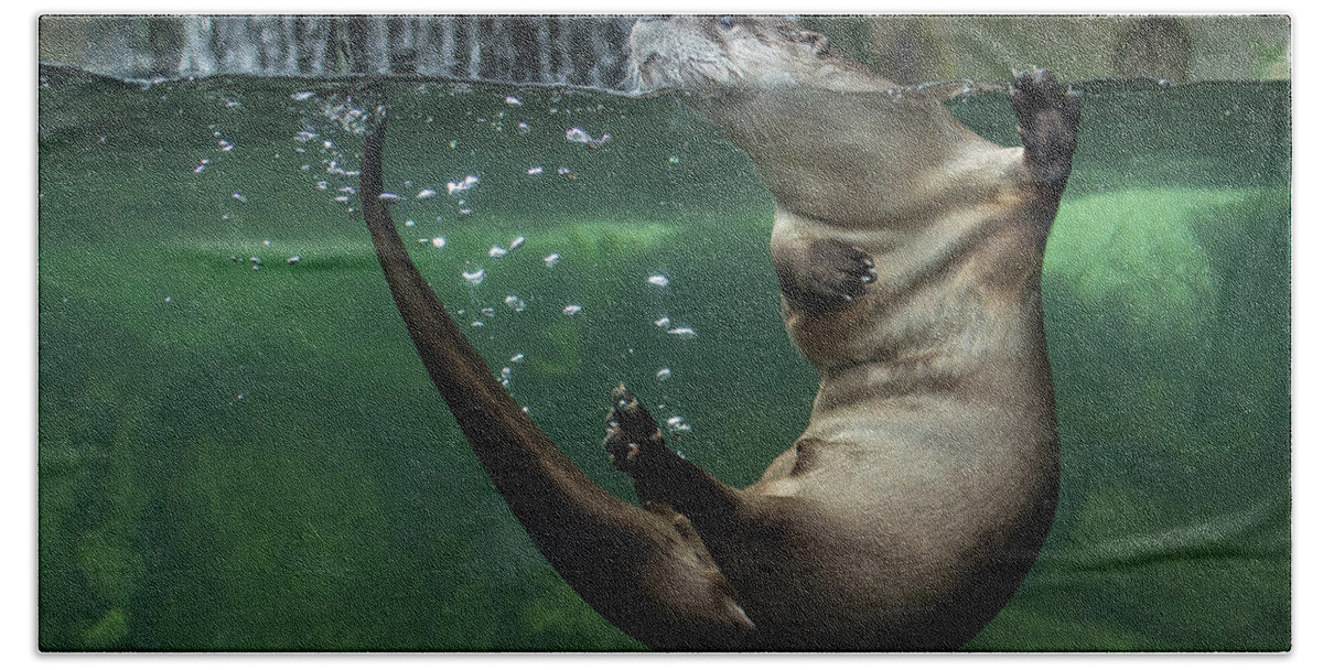 Otters Bath Towel featuring the photograph Head Above Water by Greg Nyquist