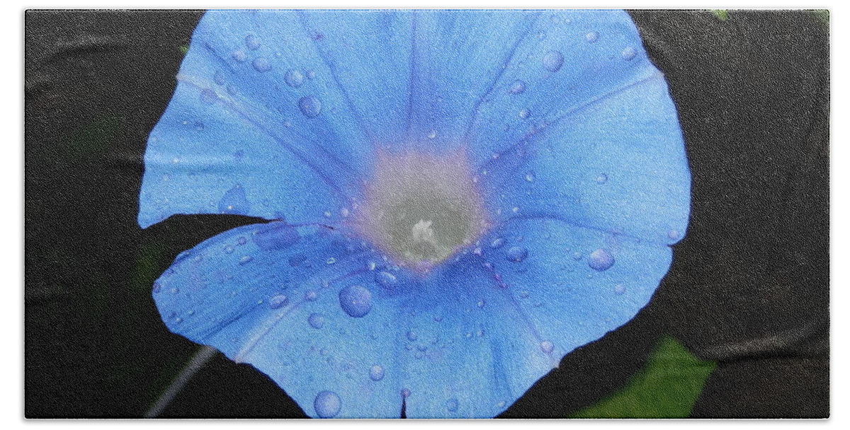 #dew From #early Morning Catch Of #brilliant #blue #morningglory Bath Towel featuring the photograph Heavenly Blue Morning Glory by Belinda Lee
