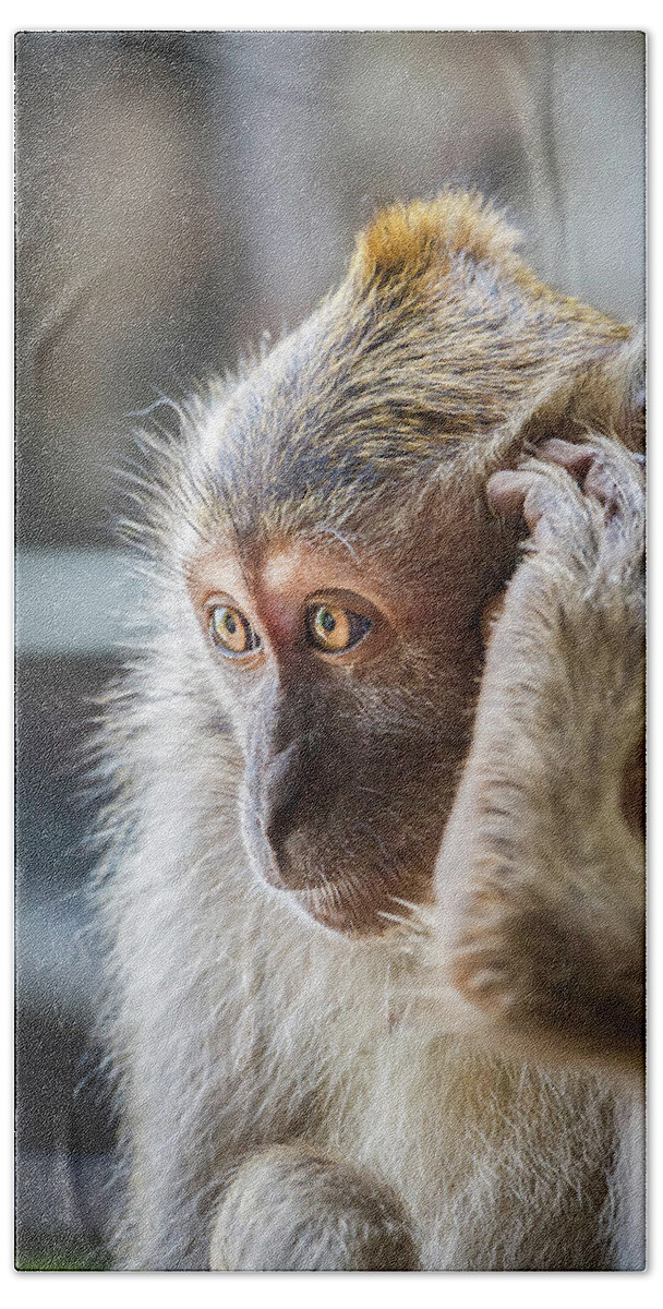 Monkey Hand Towel featuring the photograph Hello, Monkey Here by Rick Deacon