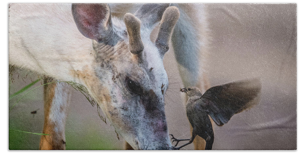 Deer Bath Towel featuring the photograph Helping with the Bugs by Paul Freidlund