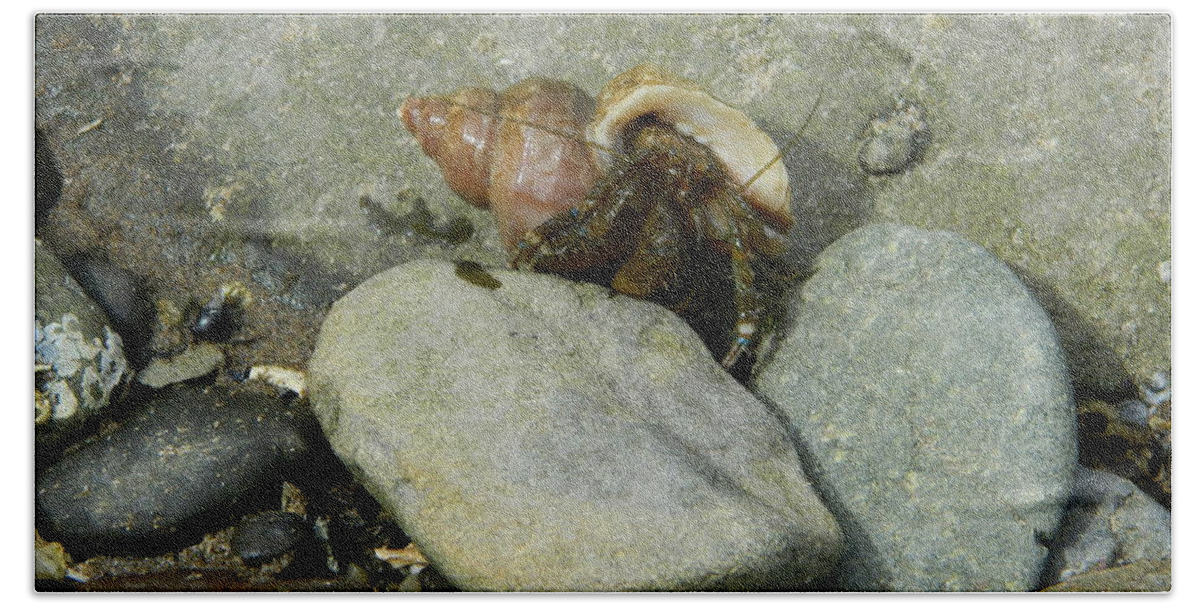 Crabs Bath Towel featuring the photograph Hermit Crab Walking by Gallery Of Hope 
