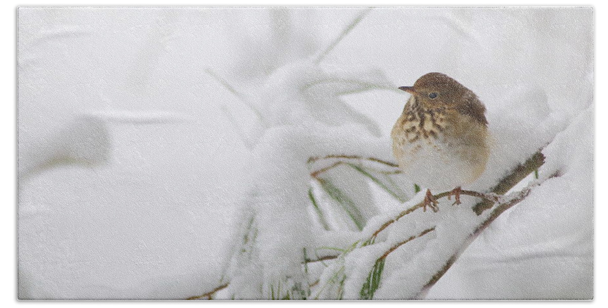 Hermit Thrush Bath Towel featuring the photograph Hermit Thrush In Snow by Daniel Reed