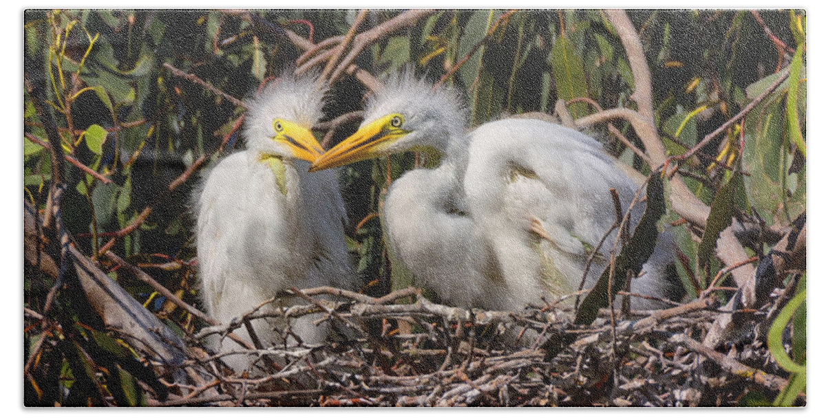 Heron Hand Towel featuring the photograph Heron Babies in their Nest by Kathleen Bishop