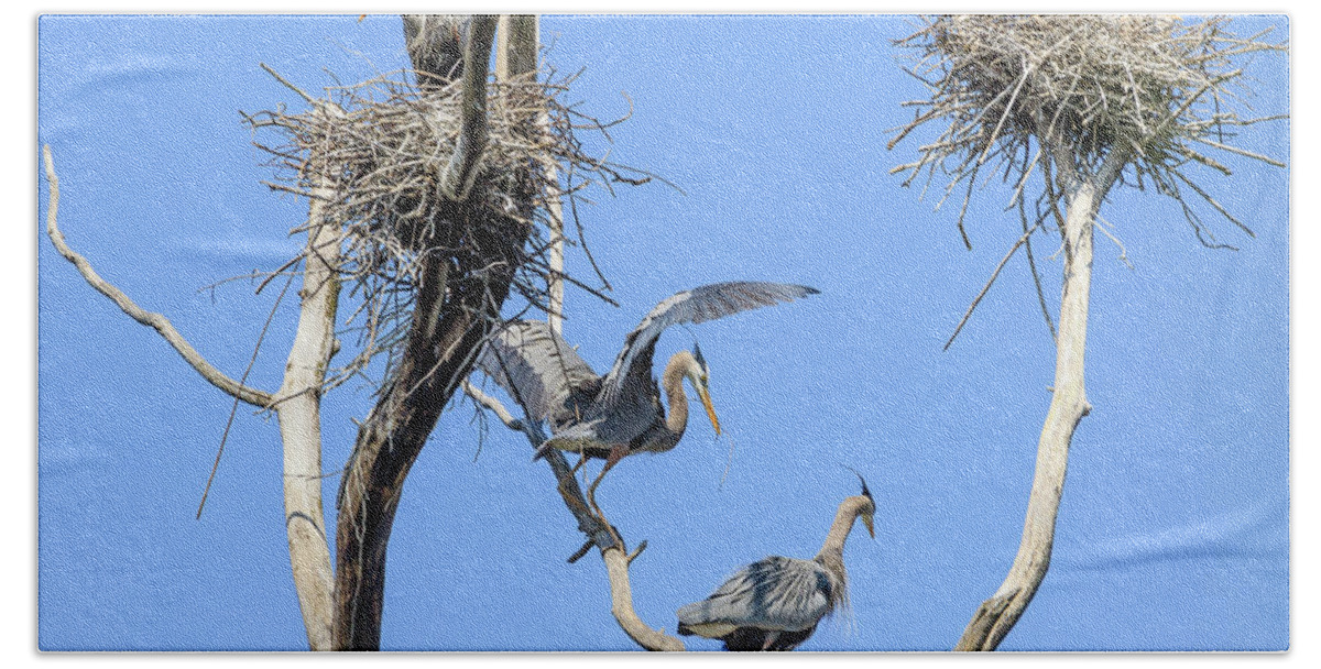 Great Blue Heron Bath Towel featuring the photograph Heron Courting 1 of 6 The Offering by Joni Eskridge