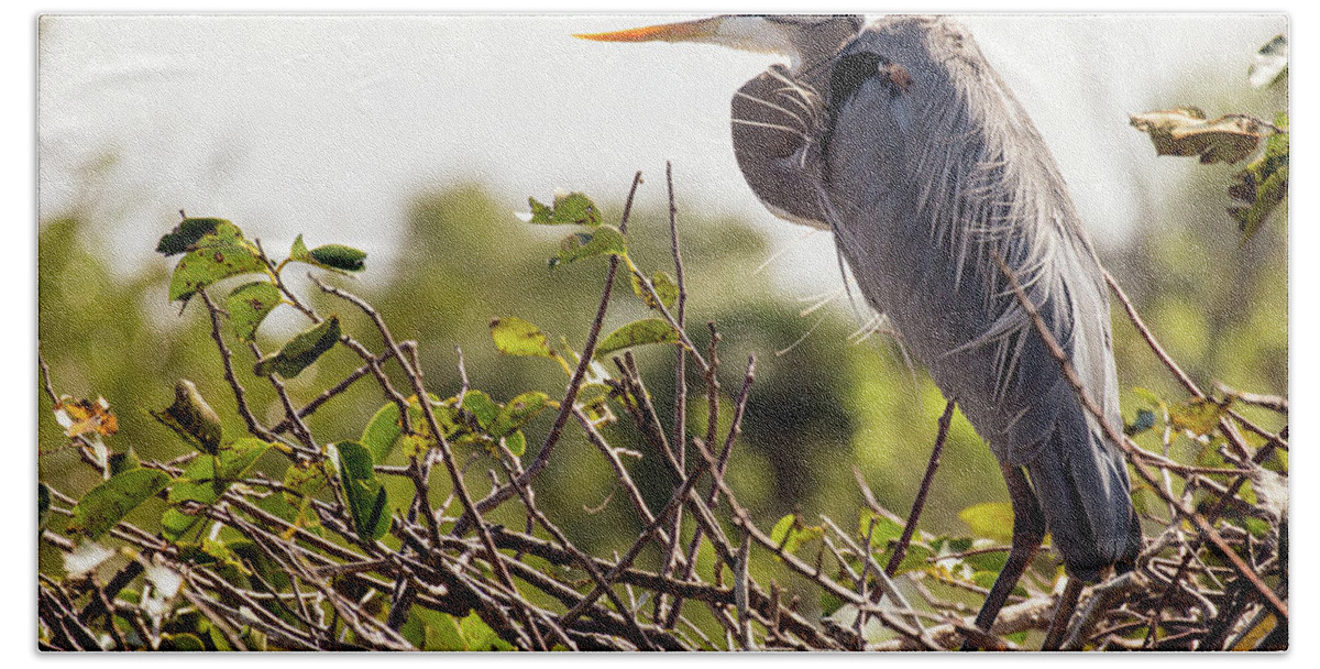 Great Blue Heron Bath Towel featuring the photograph Heron in Its Nest by Jim Gillen