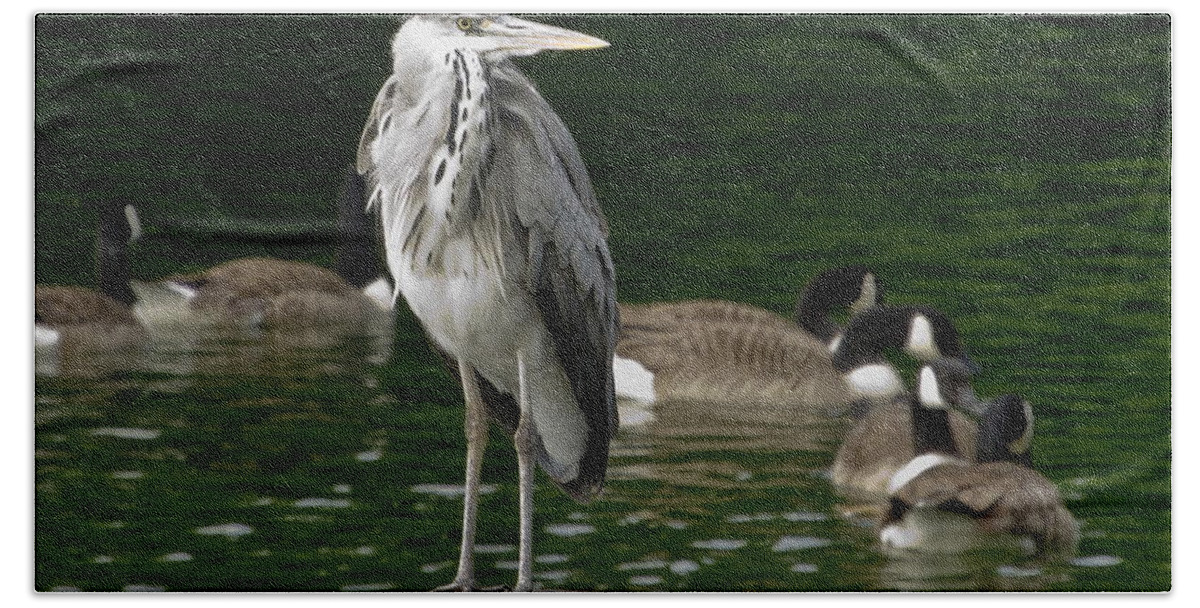 Heron Bath Towel featuring the photograph Heron's tidy outfit by Elena Perelman