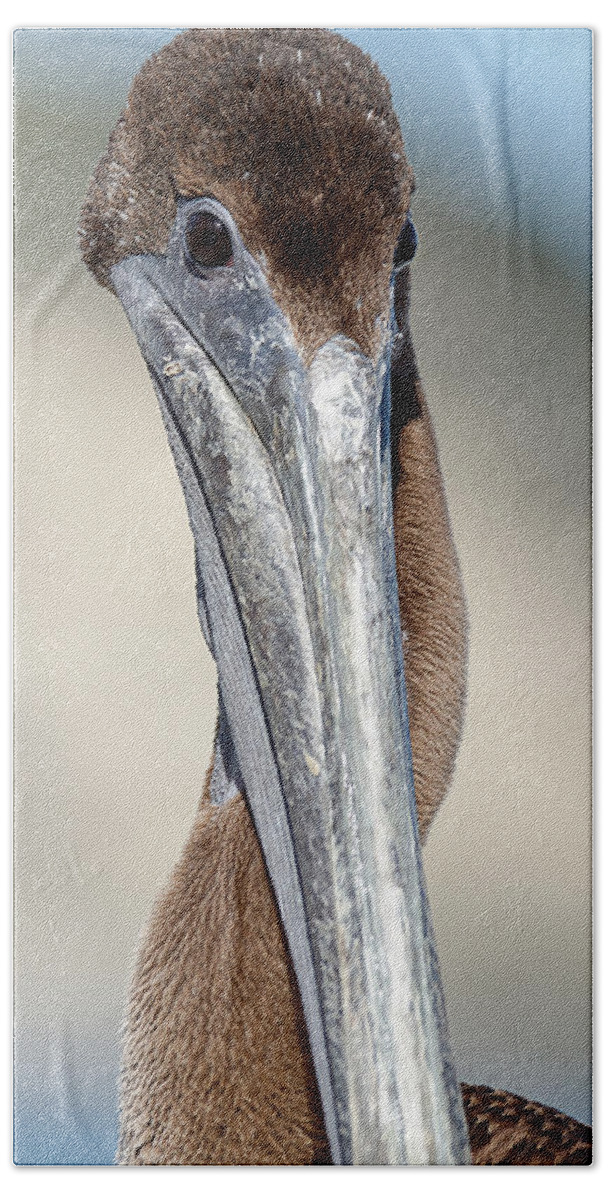 Hey Baby Bath Towel featuring the photograph Hey Baby, Wanna Neck? -- Brown Pelican in Avila Beach, California by Darin Volpe