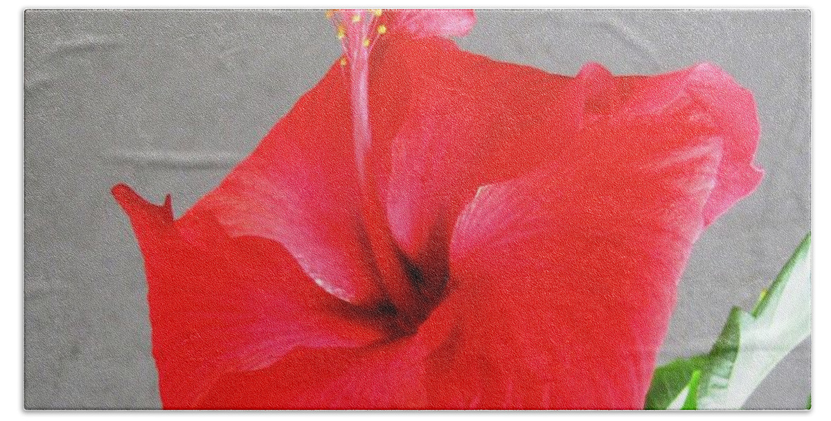 Hibiscus Bath Towel featuring the photograph Hibiscus #2 by Cindy Schneider