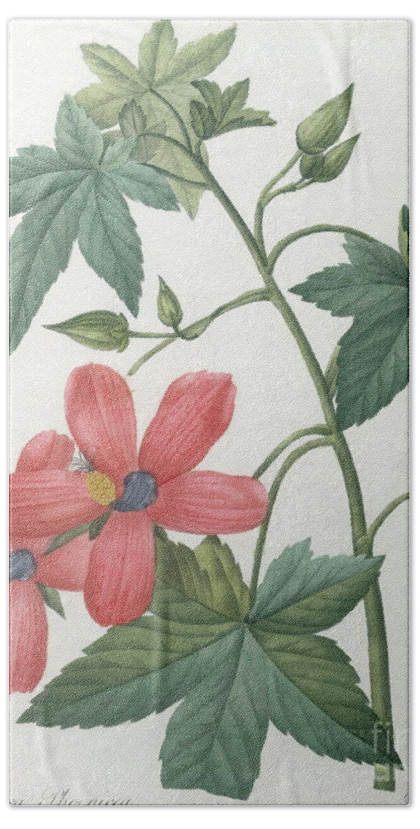 Hibiscus Hand Towel featuring the painting Hibiscus by Pierre Joseph Redoute