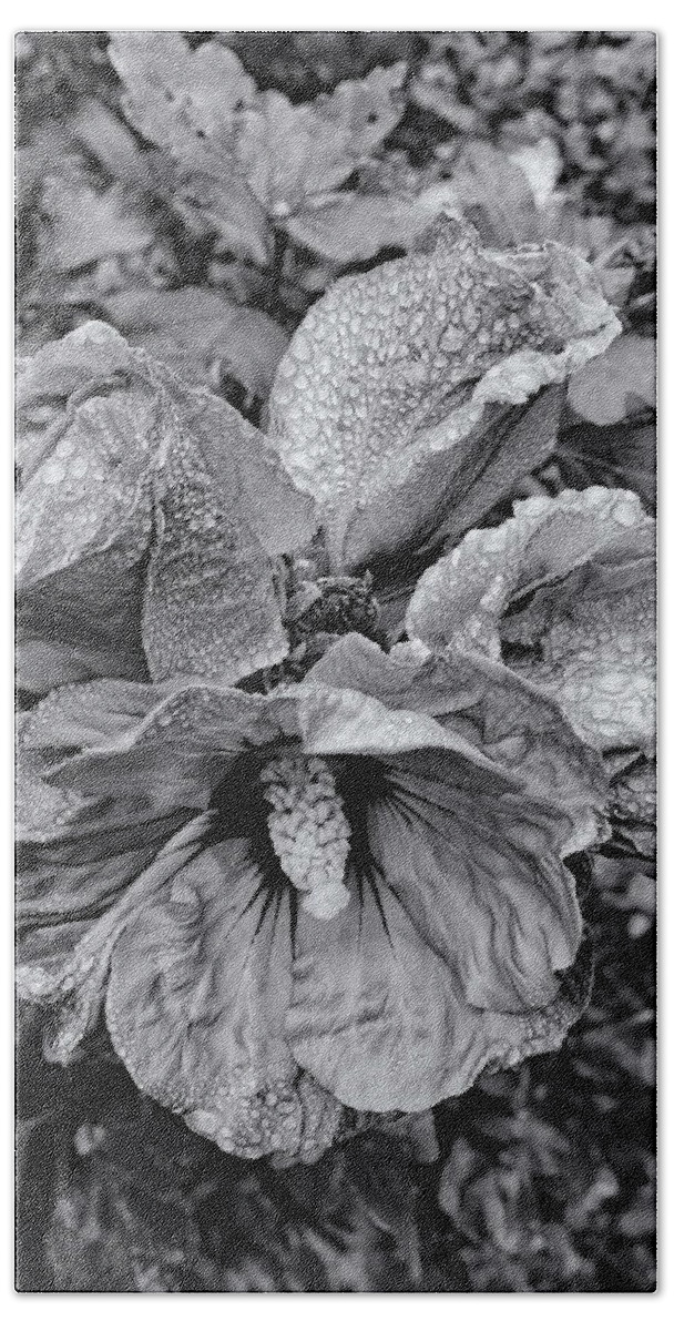 Flowers Bath Towel featuring the photograph Hibiscus with Raindrops Monochrome by Jeff Townsend