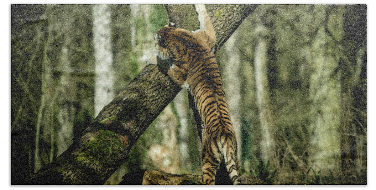 Tiger Bath Towel featuring the photograph Hide and Seek by Chris Boulton