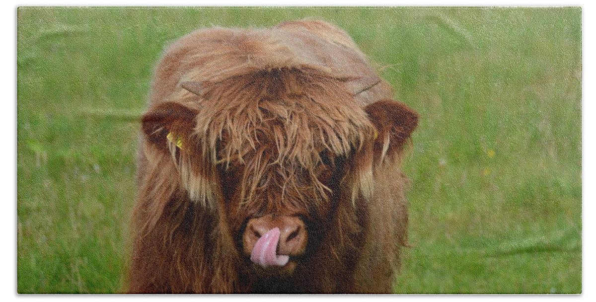 Highland Bath Towel featuring the photograph Highland Calf by Philip Ralley
