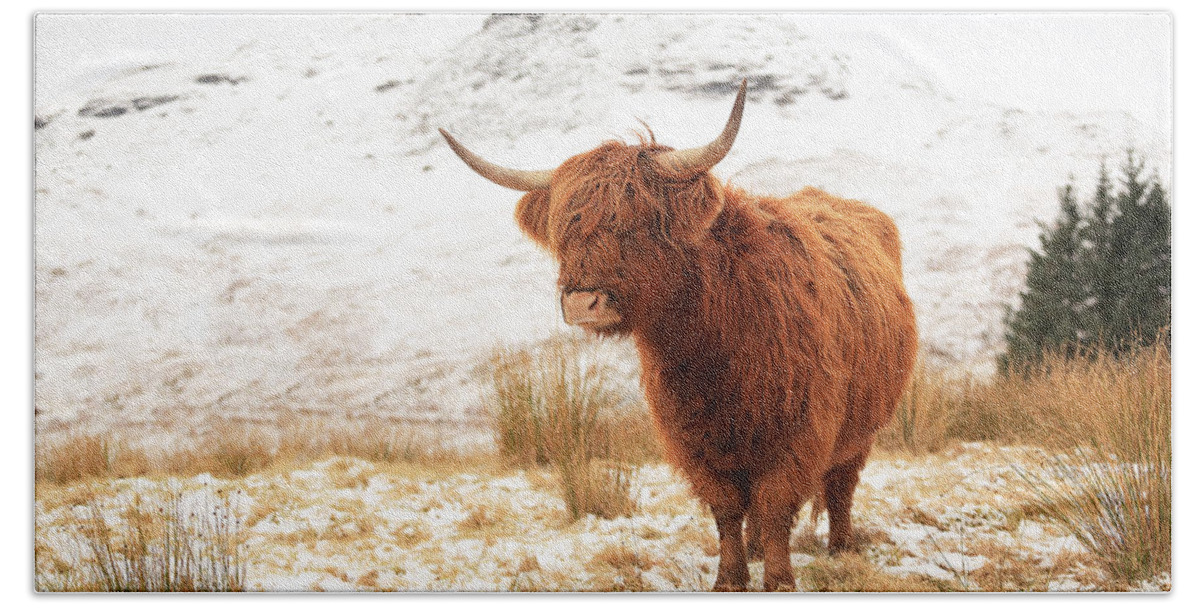 Highland Cattle Bath Towel featuring the photograph Highland Cow by Grant Glendinning