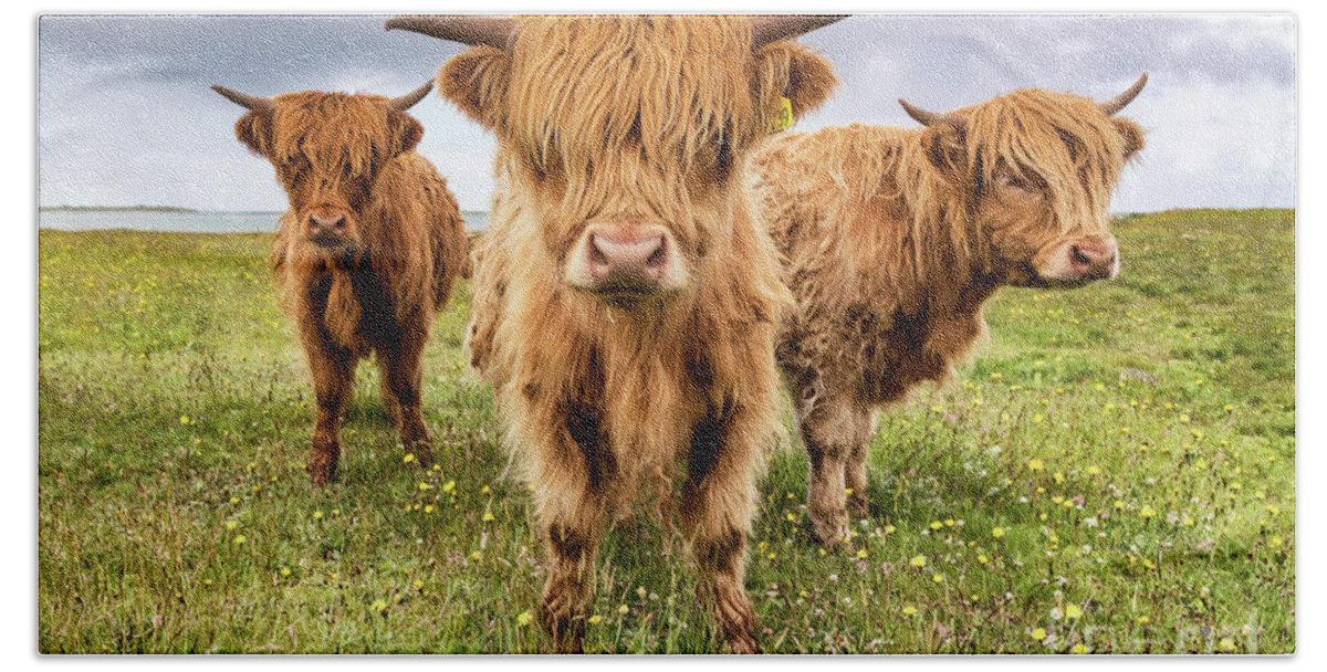 Highland Cattle Bath Towel featuring the photograph Highland Trio by Richard Burdon