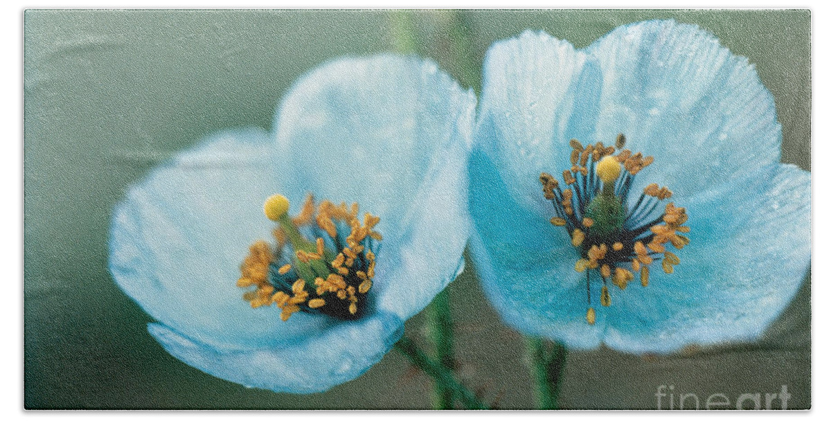 Himalayan Blue Poppy Hand Towel featuring the photograph Himalayan Blue Poppy by American School