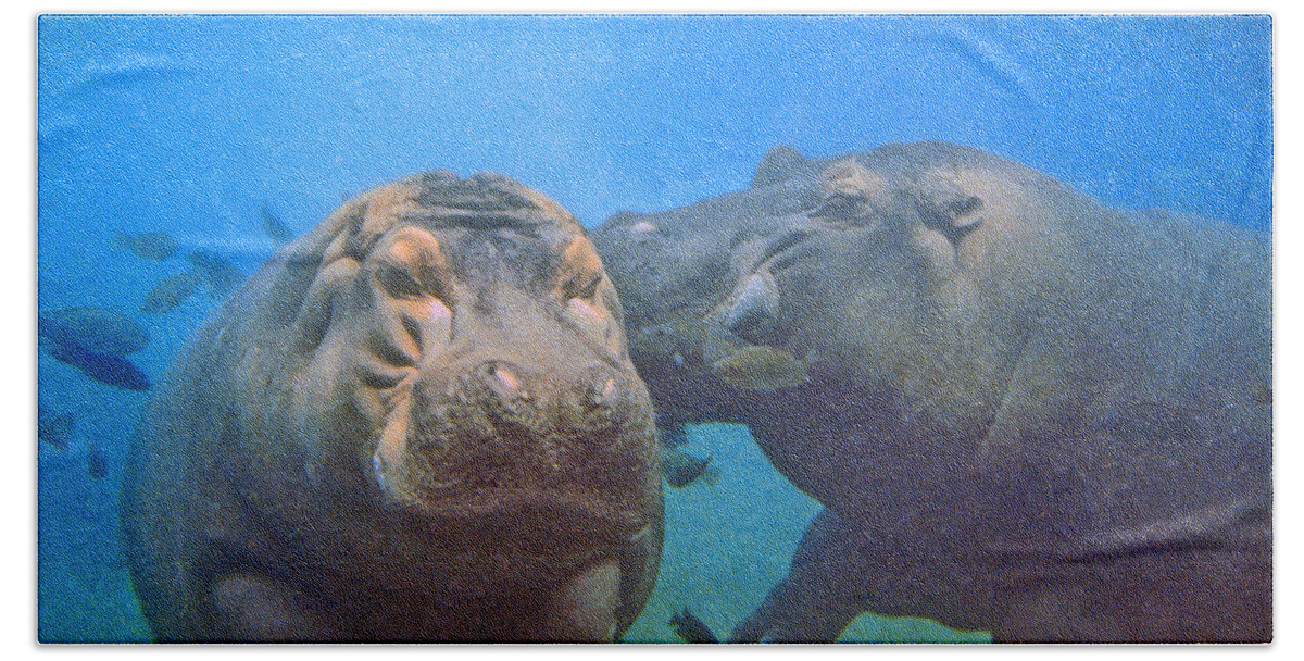 Animals Bath Towel featuring the photograph Hippos in Love by Steve Karol
